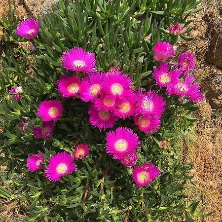 Ioanna's House Guest house 3*